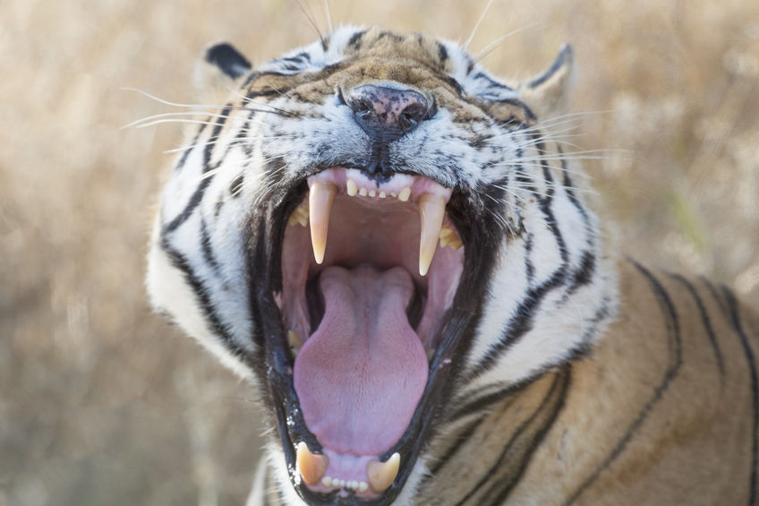 Return of the tiger: Wildlife conservation amidst rapid economic development