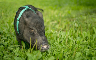 Senate sets table laden with green pork