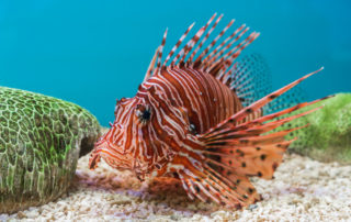 Waging war against invasive species