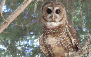 Wildfires and the spotted owl hoax