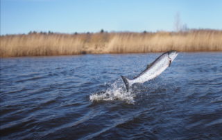 Idaho mine could bring back salmon and jobs