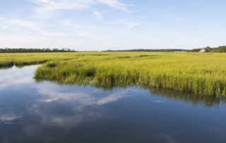 Seeding “eelgrass” to restore Virginia’s coastal waters
