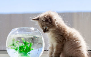 Animal instincts are inherited expert knowledge