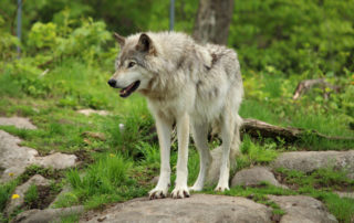 Awoo, Gray Wolves of Denver!