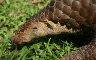 China makes efforts to revive endangered Pangolins