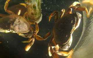 Regulators delay Dungeness Crab season