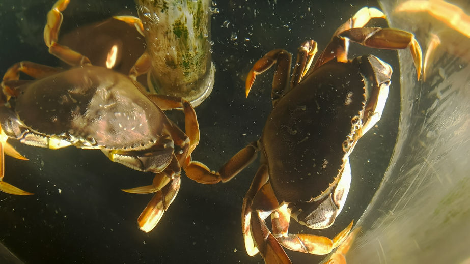 Regulators delay Dungeness Crab season