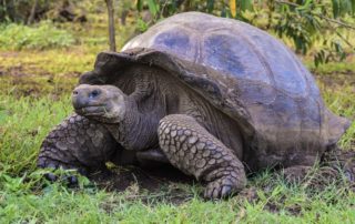 Tortoise thought to be extinct found on Galapagos Island