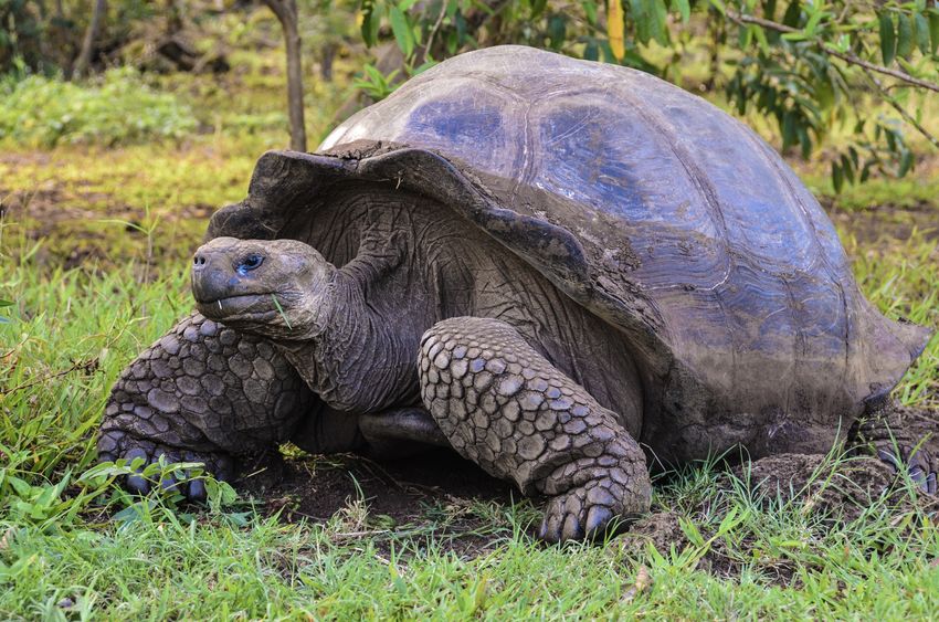 Tortoise thought to be extinct found on Galapagos Island