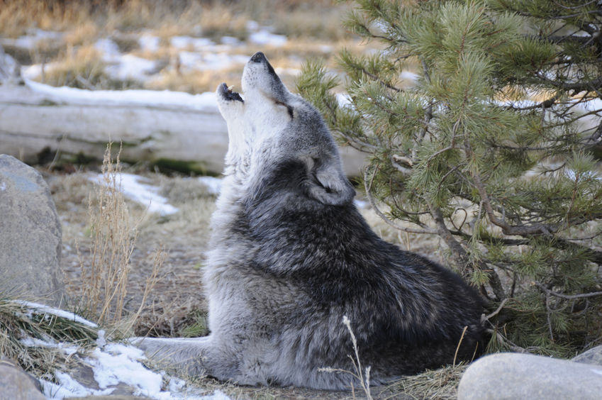 Green activists sue to put gray wolf back on endangered species list