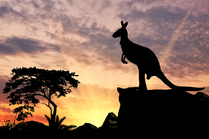 Kangaroo court? New research shows kangaroos “talk” with humans