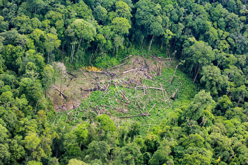 New app aims to put a stop to illegal logging