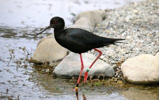 New Zealand’s black stilt bird soars back to healthy levels