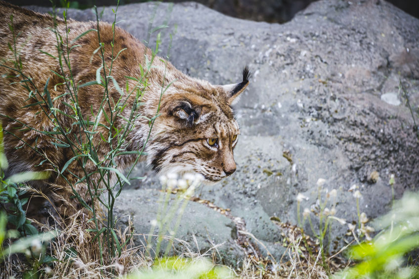 Conservation success: Iberian lynx paws back from near extinction