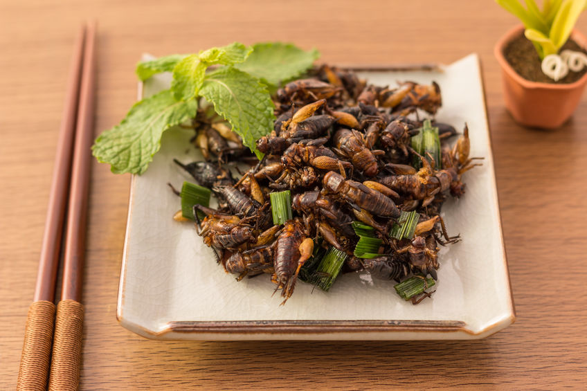 Let them eat bugs!  The latest from the UN biodiversity conference