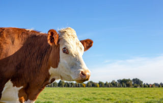 New study finds feeding cows “seaweed” cuts their emissions 82%