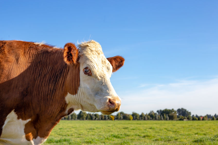 New study finds feeding cows “seaweed” cuts their emissions 82%