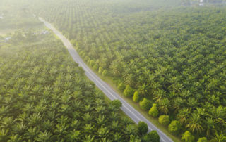 Scientists develop palm oil replacement to stem deforestation