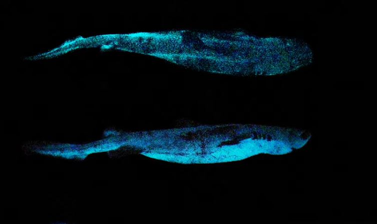 Scientists discover shark that glows-in-the-dark