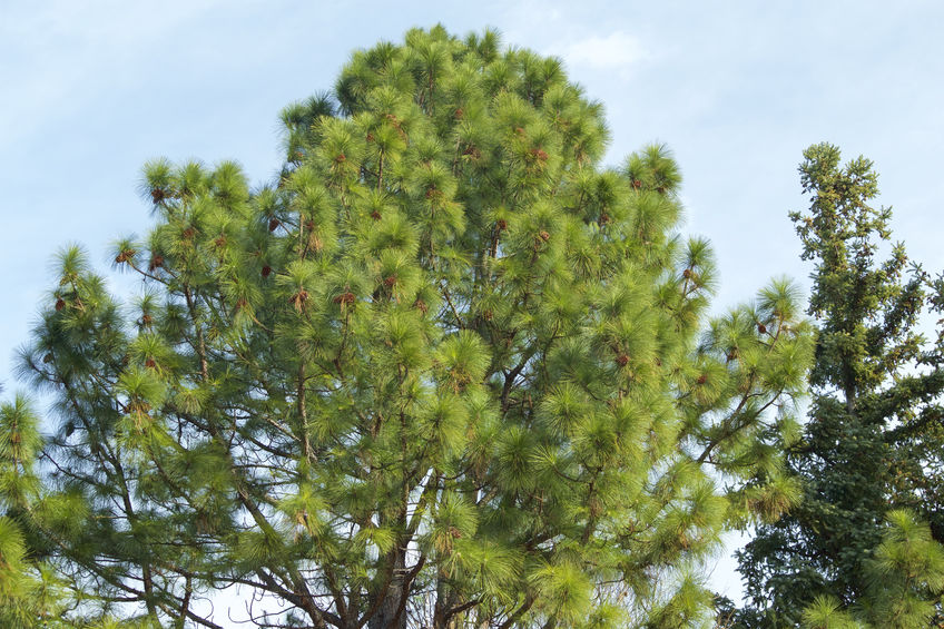 Longleaf pines’ comeback: An environmental success story