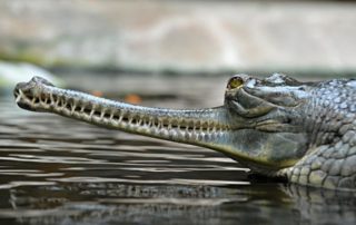 The long snouted Indian crocodile: Gharial conservation success