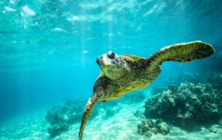 Endangered Sea Turtles begin rebound in Cayman Islands
