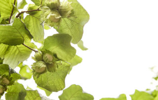 Hazelnut trees could be the answer to soil erosion