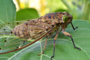 Seventeen year cicadas "shocked" by failed climate predictions