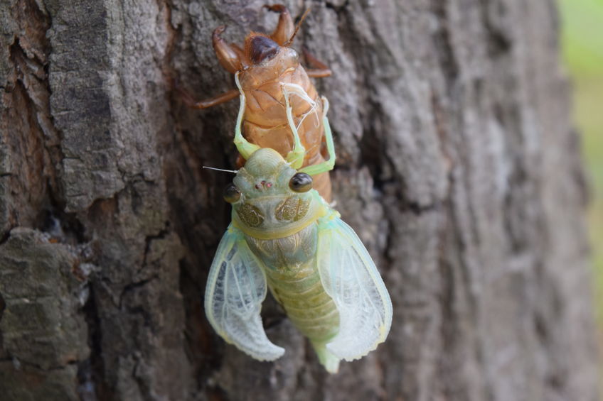 Seventeen year cicadas "shocked" by failed climate predictions 1