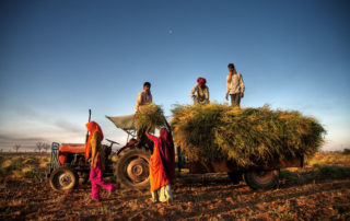 India shuns organic farming, achieves record crop production