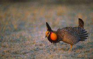 Biden uses prairie chicken as pretext to throttle U.S. energy