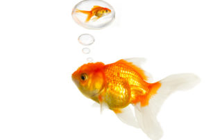 Pesky goldfish swim to record numbers, despoil U.S. waterways