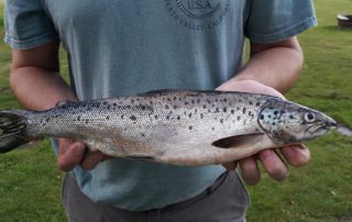 Atlantic salmon's comeback: Does it warrant more ESA protections?