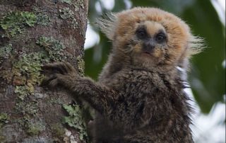 Last act for Brazil’s buffy-headed, clown-faced marmoset?
