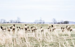 Hunting is conservation: Virginia gets an elk hunting season