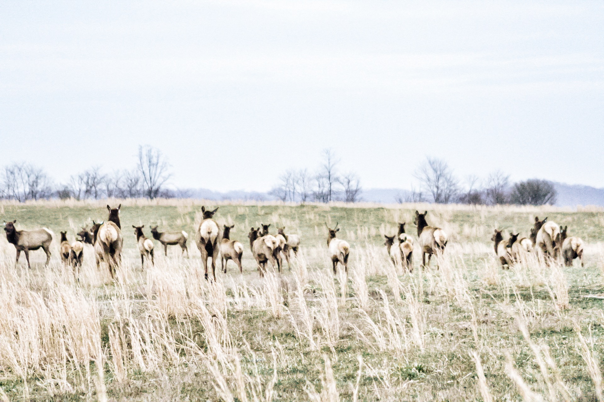 Hunting is conservation: Virginia gets an elk hunting season