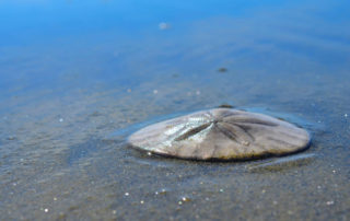 In Oregon, sand dollars mysterious massive “die off”