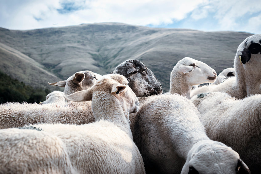 Spain’s new weapon in war against wildfires: Sheep