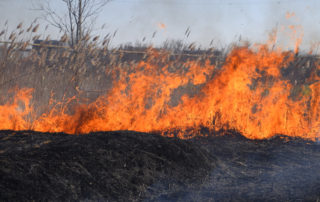 Invasive grasses could be fueling California wildfires