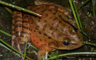 Red-legged frogs leap to healthy numbers in Yosemite