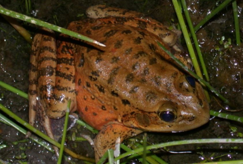 Red-legged frogs leap to healthy numbers in Yosemite