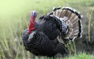 A turkey of a paper from the American Geophysical Union
