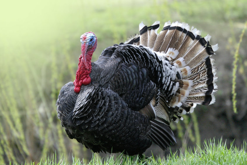 A turkey of a paper from the American Geophysical Union