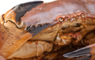 How wind turbine cables attract, then harm, brown crabs