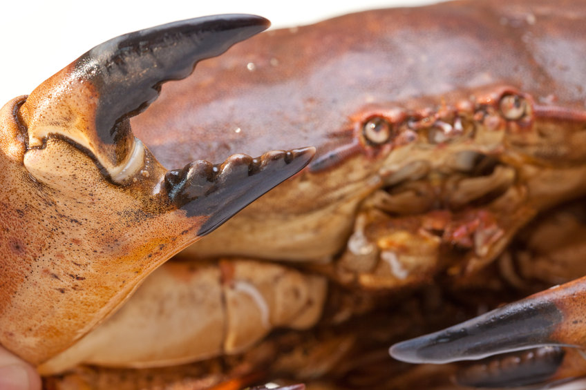 How wind turbine cables attract, then harm, brown crabs