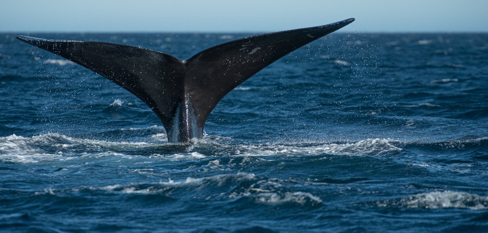 Virginia's offshore wind proposal threatens endangered whales