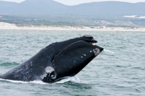 Threat to endangered whales gets LOUDER