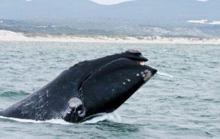 Threat to endangered whales gets LOUDER