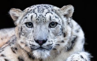 Snow Leopard insurance: a free market approach to conservation