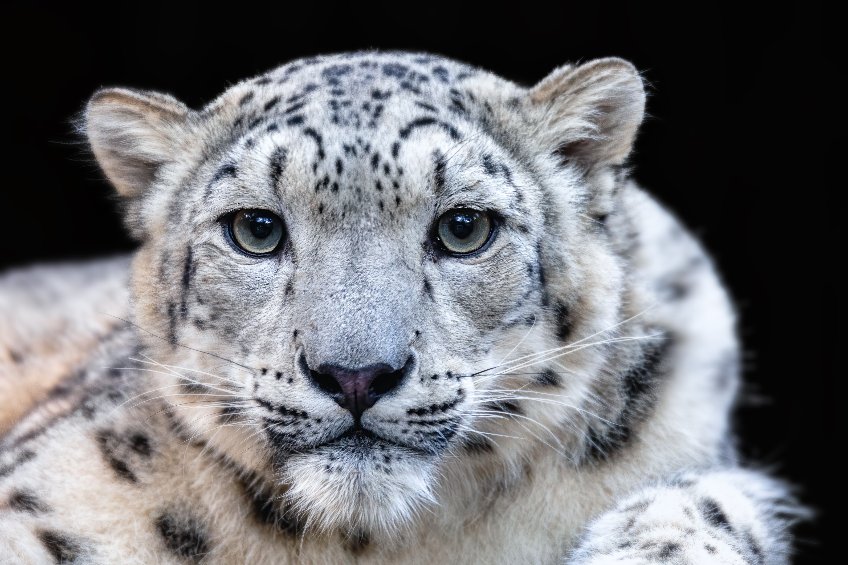 Snow Leopard insurance: a free market approach to conservation